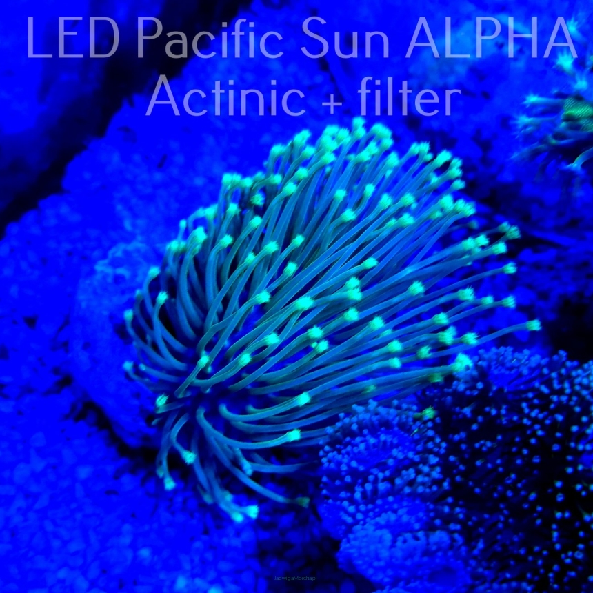 Sarcophyton FLUO GREEN PETALS (20.11.2022)
