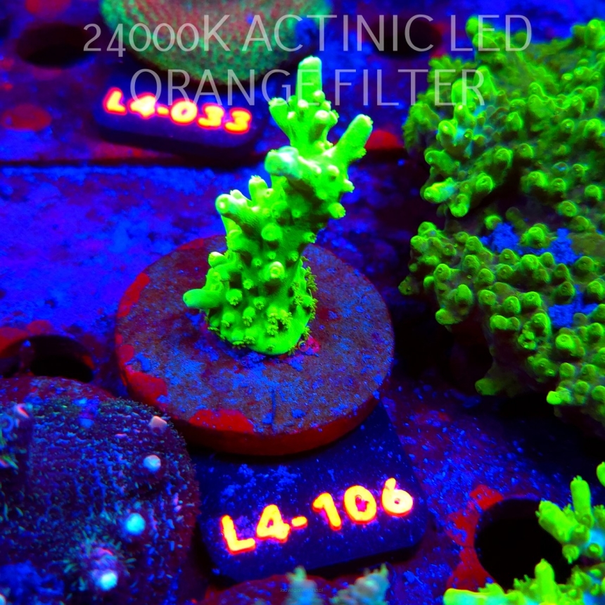 Acropora AUSTERA BANANA (07.01.2026) L4-106  6cm