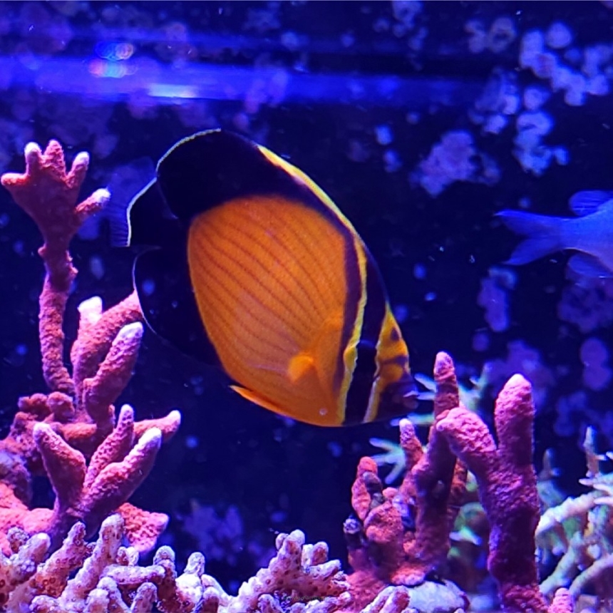  Chaetodon melapterus (ARABIAN BUTTERFLY)  6cm RED SEA