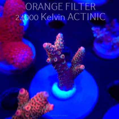 Acropora MILLEPORA JF SOLAR FLAME (04.10.2025)  5cm