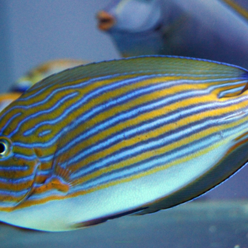 Acanthurus lineatus rozmiar 10 cm