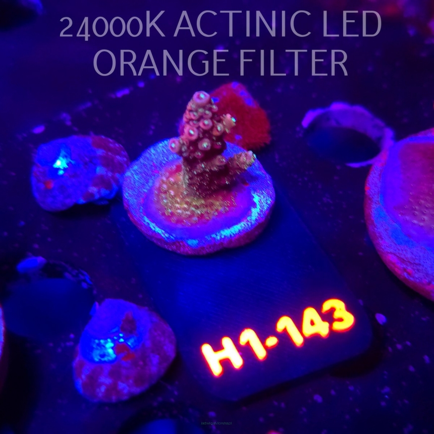 Acropora sp. (02.02.2026) H1-143  3cm