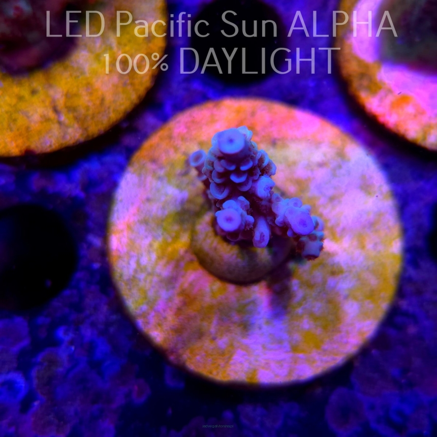 Acropora tenuis ICE FIRE (02.02.2025) L3-II-23  5cm