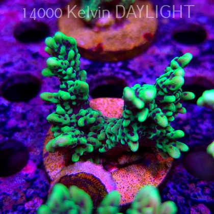 Montipora peltiformis (18.05.2025)  6cm