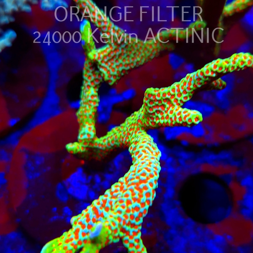 Montipora samarensis BUBBLEGUM (08.05.2025) MM1-II-28  7cm