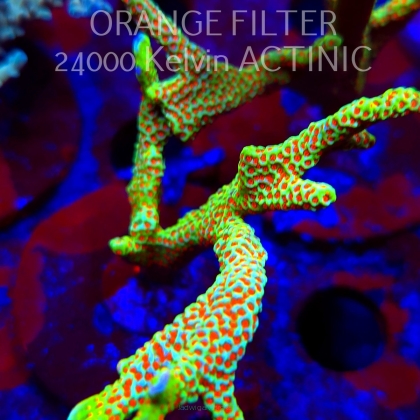 Montipora samarensis BUBBLEGUM (08.05.2025) MM1-II-28  7cm