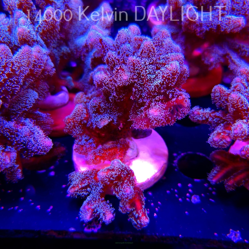 Seriatopora guttatus (22.09.2025)  10cm