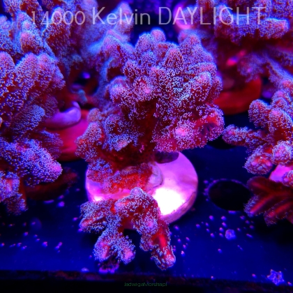 Seriatopora guttatus (22.09.2025)  10cm