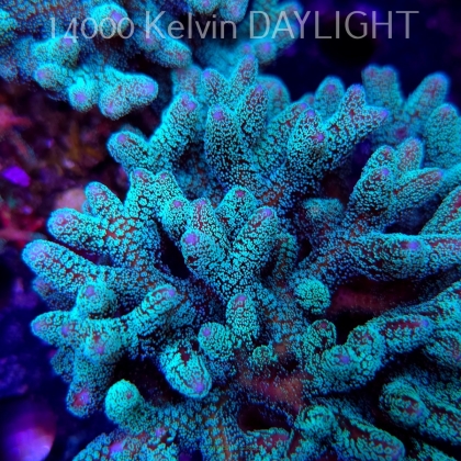 Seriatopora guttatus (18.05.2025)  10cm