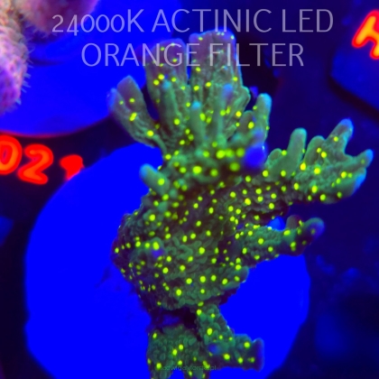 Montipora STELLATA (16.10.2025) H1-098  8cm