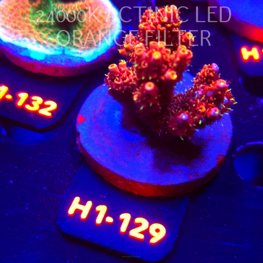 Acropora MILLEPORA BUBBLEGUM (02.02.2026) H1-129  5cm