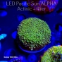 Acropora ABROTANOIDES PINK (24.01.2024) L3-I-7  5cm