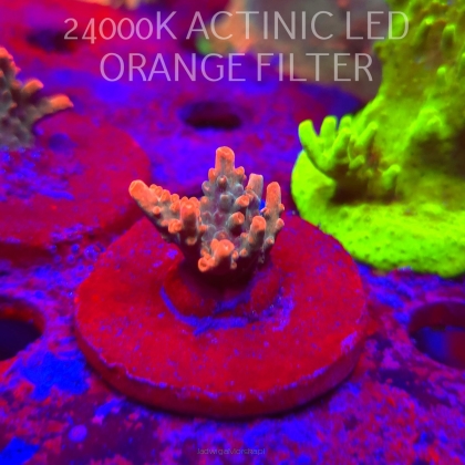 Acropora JMC SPECIAL RED (06.11.2025) MM1-III-31  2cm