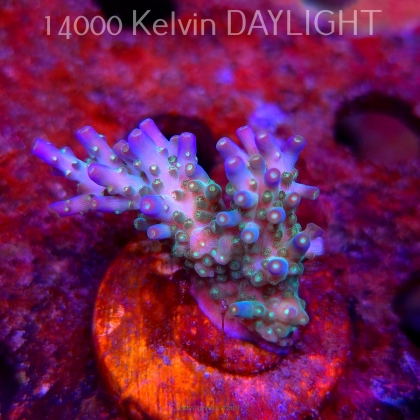Acropora valida RAINBOW (09.05.2025) MM1-III-31  4cm