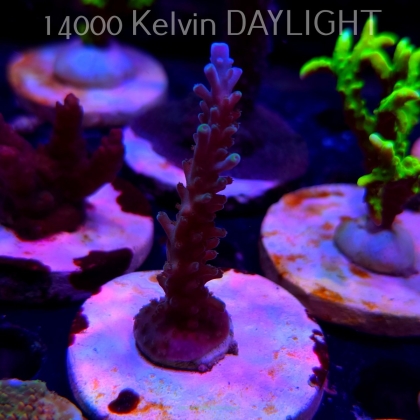 Acropora sp. AUSTRALIA (20.03.2025) L1-II-11  8cm