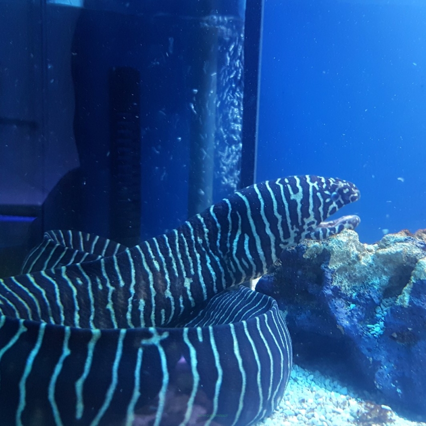 Gymnomurena zebra rozmiar około 75 cm