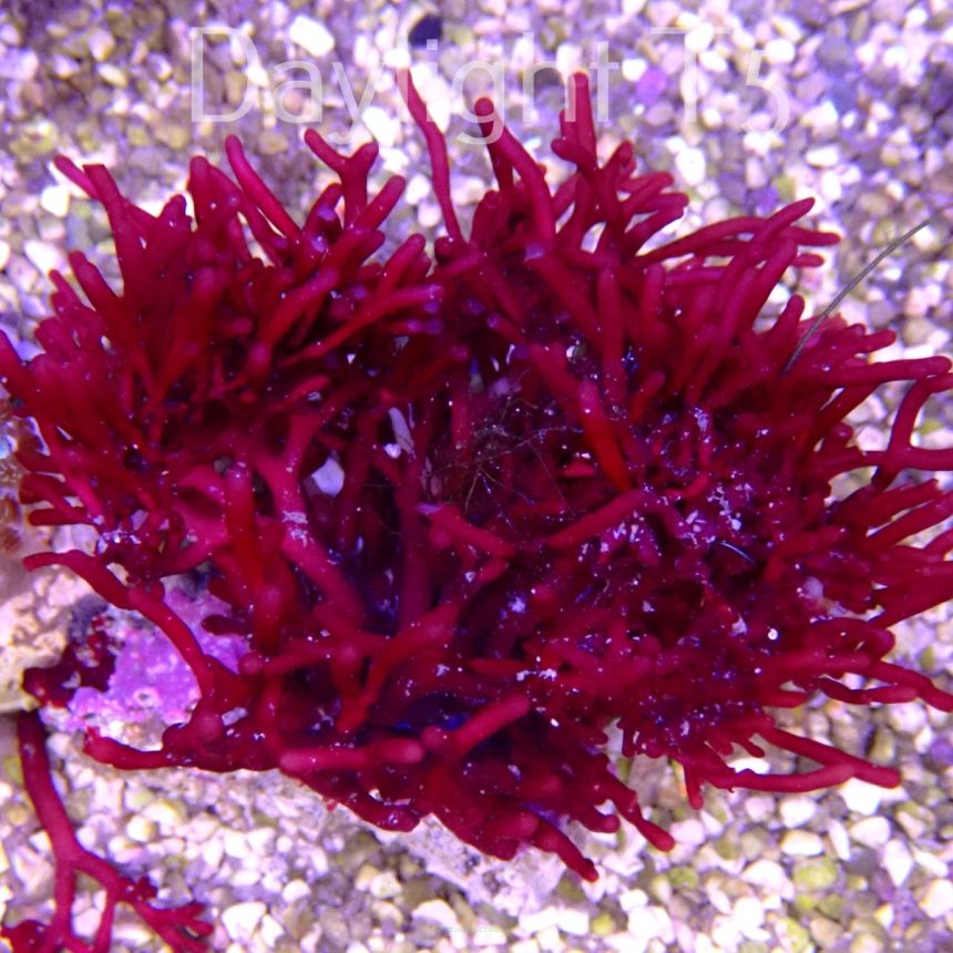 Galaxaura sp (makroglony) 23.03.2022