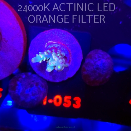 Acropora BIFARIA WD (04.02.2026) H1-053  2cm