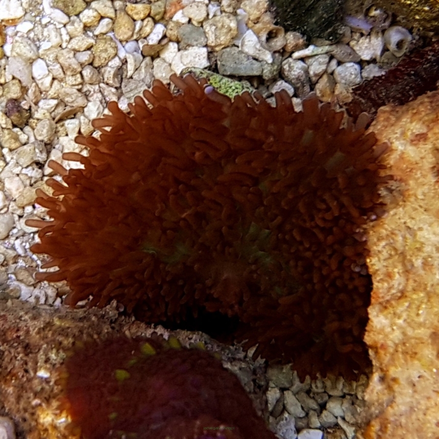 Rhodactis sp.