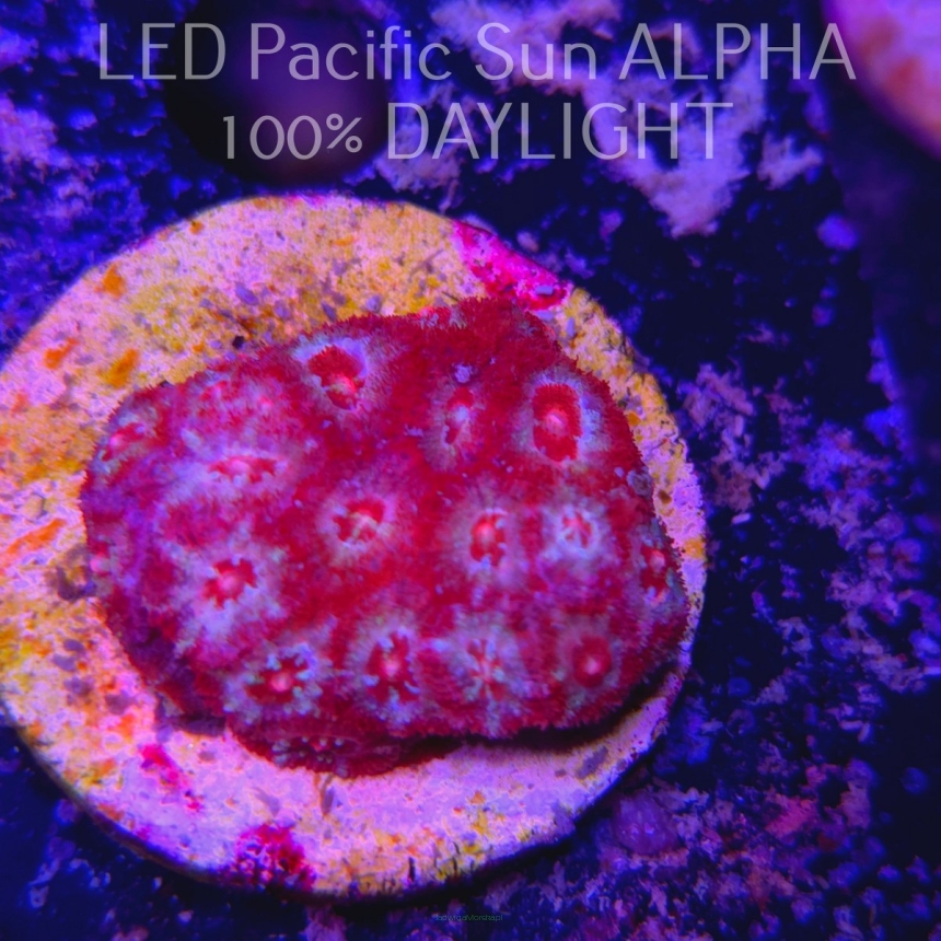 Acanthastrea lordhowensis RED + PINK TIPS  (11.08.2024)  3cm