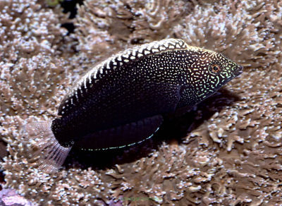 Macropharyngodon negrosensis rozmiar 4-5 cm