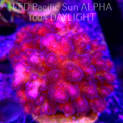 Pocillopora verrucosa PURPLE (22.01.2025)  8cm