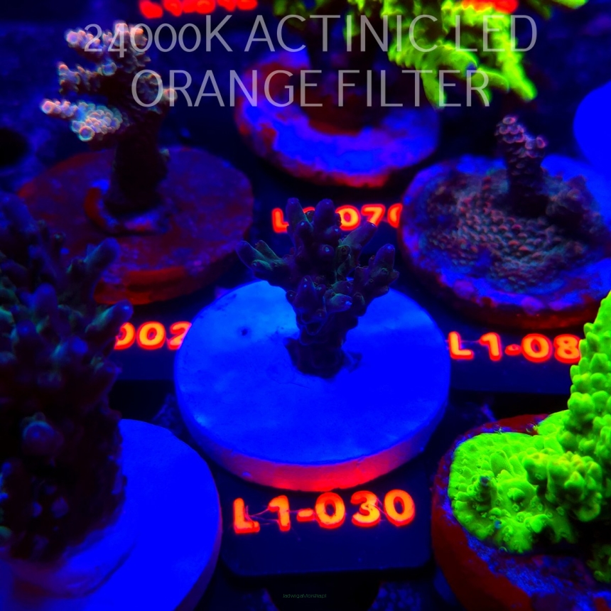 Acropora sp AUSTRALIA (11.10.2025) L1-030  4cm