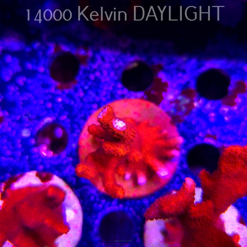 Montipora digitata RED (22.09.2025)  9cm