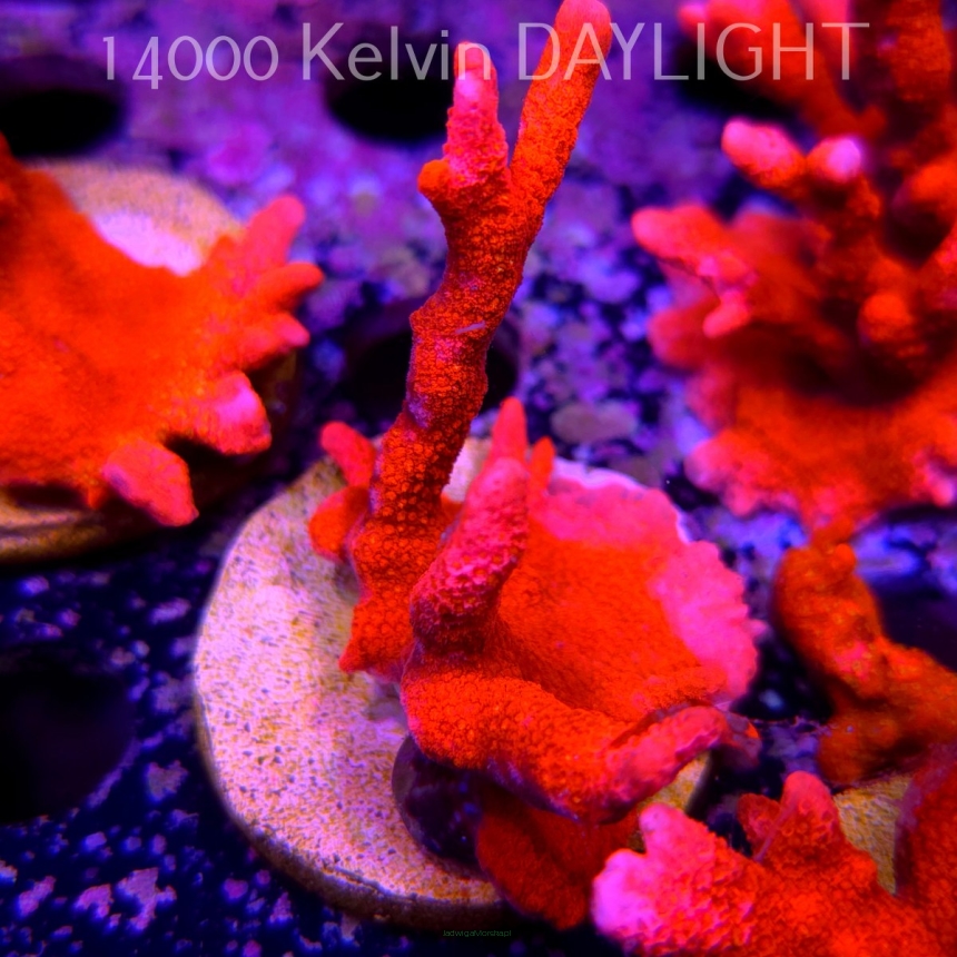 Montipora digitata RED (18.05.2025)  7cm
