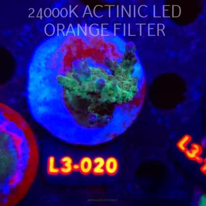 Acropora sp. AUSTRALIA (04.01.2026) L3-020  6cm