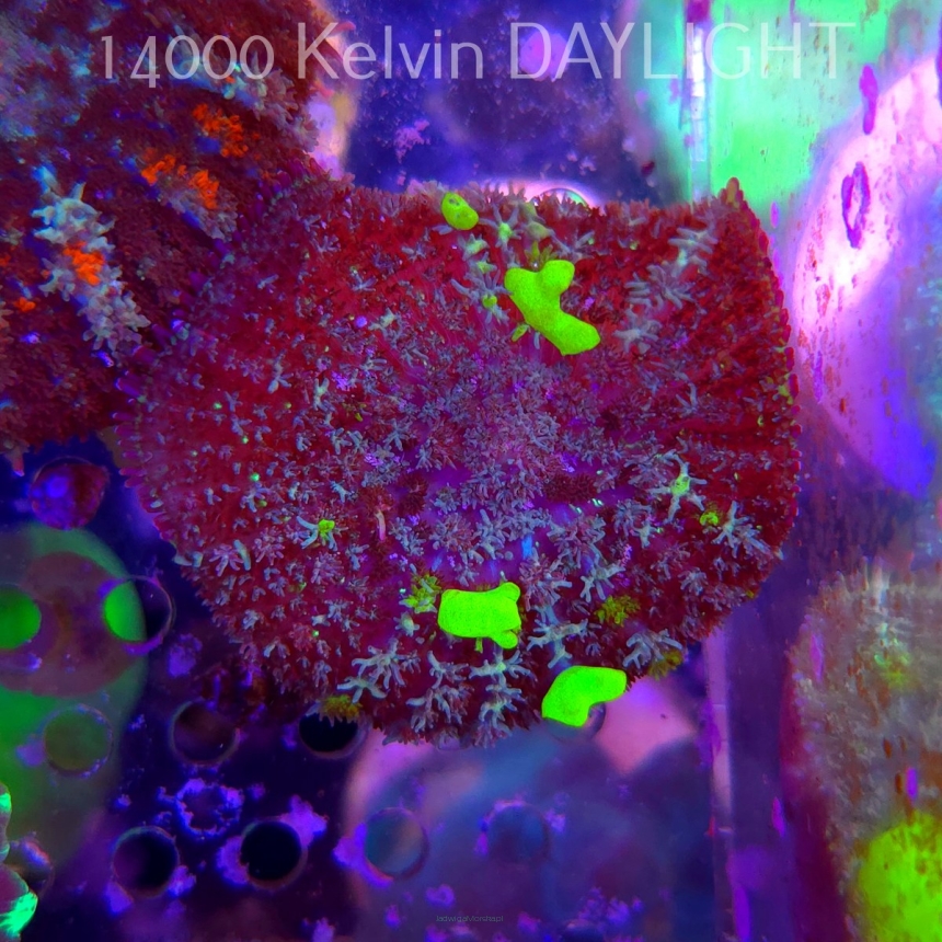 Rhodactis URANIUM Bounce Mushroom (02.06.2025)  5cm
