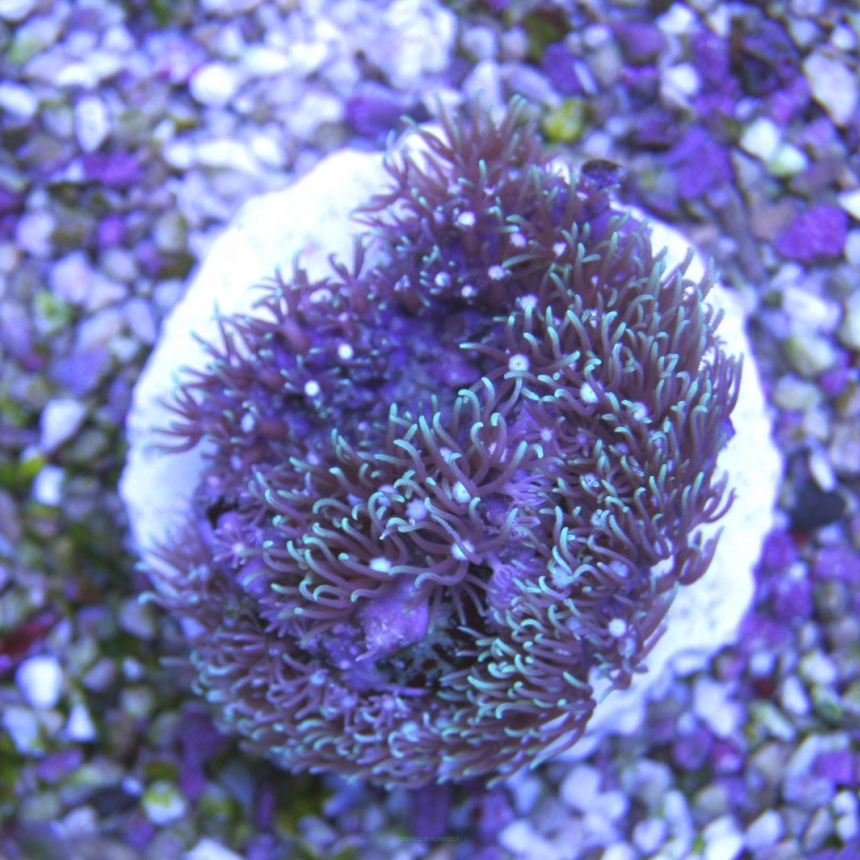 Pachyclavularia violacea