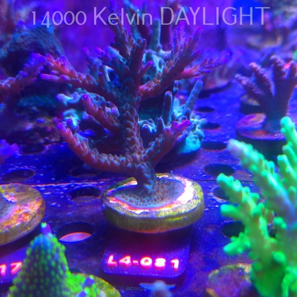 Acropora sp. AUSTRALIA (06.01.2026) L4-081  11cm