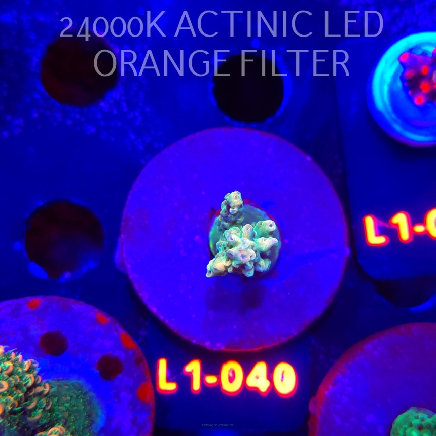 Acropora TG PINK FLOYD ACRO (09.10.2025) L1-040  3cm