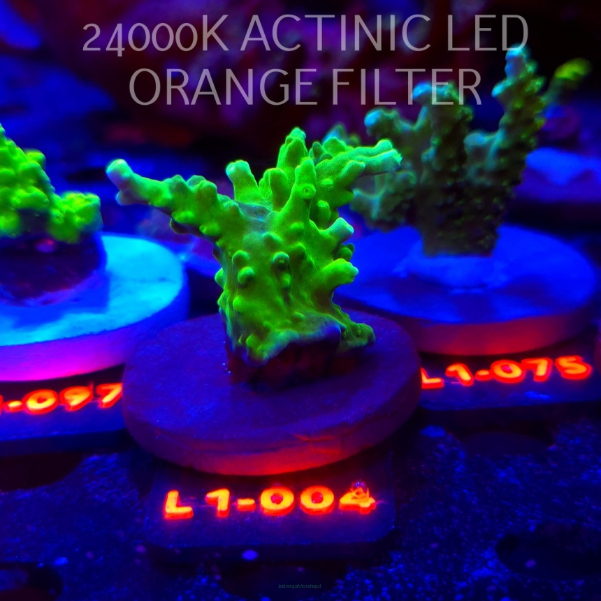 Acropora AUSTERA BANANA (09.10.2025) L1-004  5cm