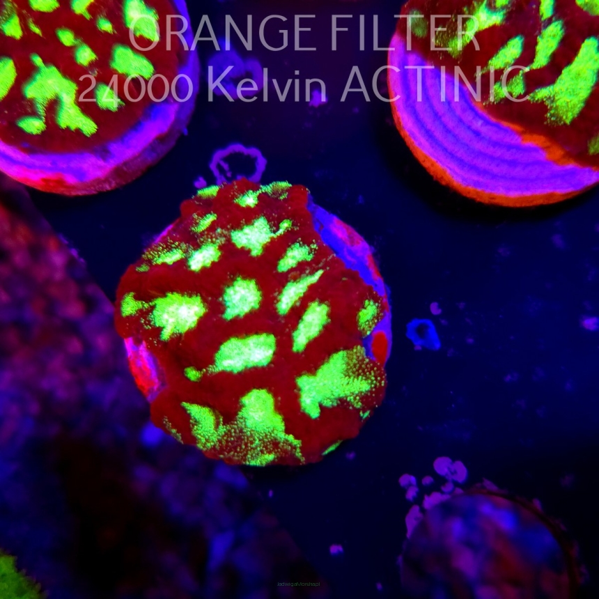 Favia DRAGON EYE (18.09.2025)  3cm