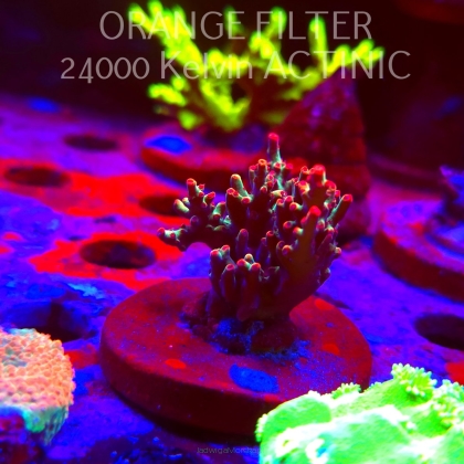 Acropora microclados JMC SIGNATURE STRAWBERRY SHORTCAKE (11.08.2025)  4cm