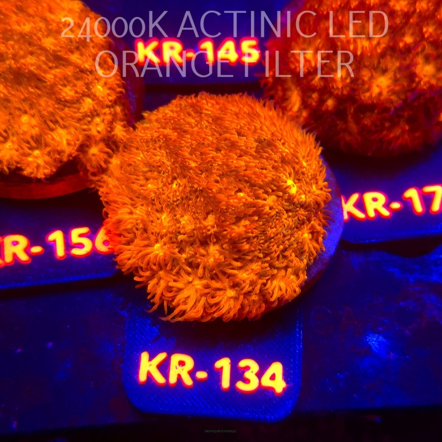 Leptastrea pruinosa JOHN DEERE (14.01.2026) KR-134  5cm