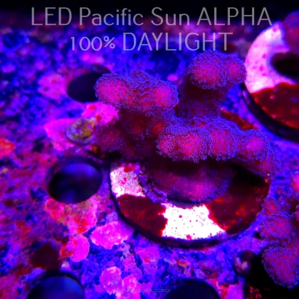Pocillopora sp. FIJI PINK (23.01.2025)  5cm