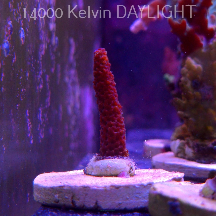Acropora sp. AUSTRALIA (19.06.2025) L3-I-1  5cm
