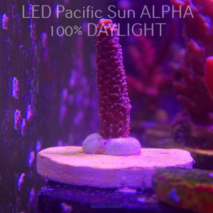 Acropora spathulata (02.02.2025) L3-I-1  5cm