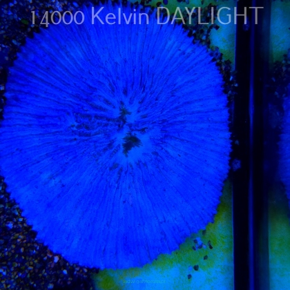    Fungia TRUE BLUE UNIQUE (01.08.2025)  21cm średnicy 12 LAT HODOWLI