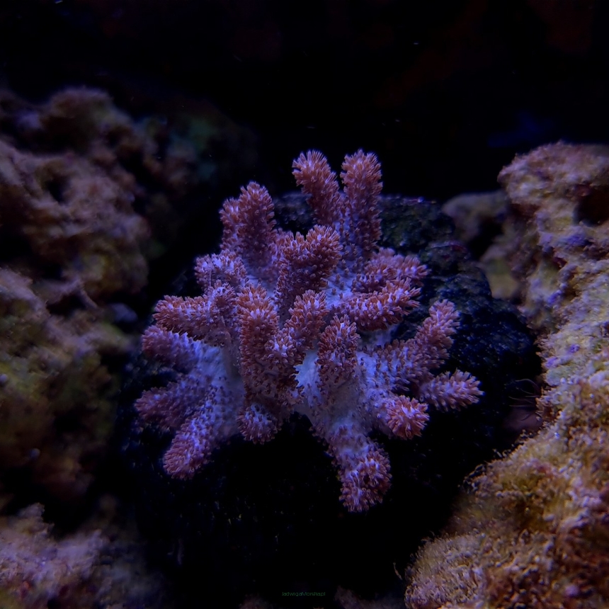 Sinularia long finger