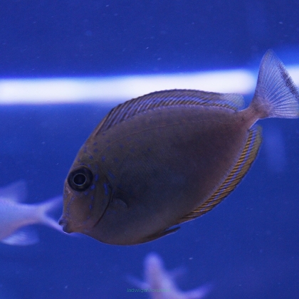 Naso lopezi rozmiar 9cm