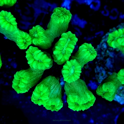 Caulastrea furcata fluo (16.09.2023) 20H