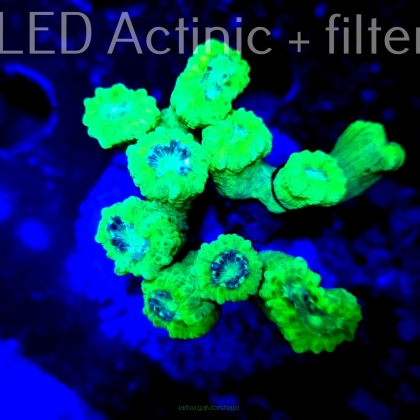 Caulastrea furcata fluo (16.11.2021) 10H