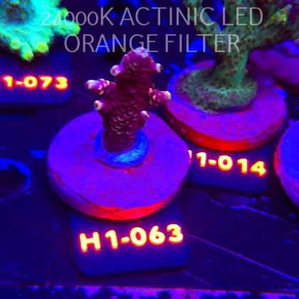 Acropora spathulata JMC DRAGON SCALES (01.02.2026) H1-063  5cm