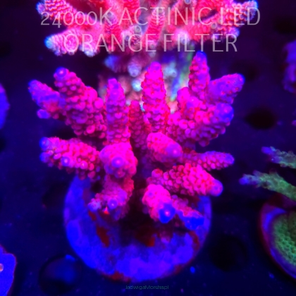 Acropora VERWEYI FF RED ROBIN (03.03.2026)  11cm