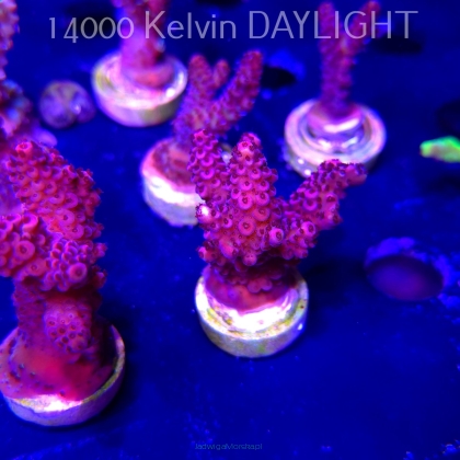 Acropora VERWEYI PC RAINBOW (04.10.2025)  4cm