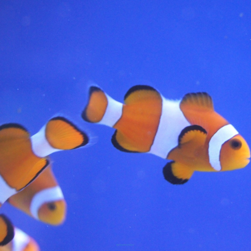 Amphiprion ocellaris rozmiar 4-5 cm